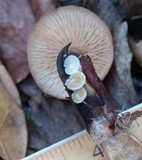 Crepidotus vulgaris image