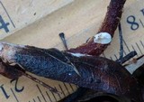 Crepidotus vulgaris image