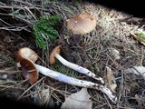 Cortinarius vanduzerensis image