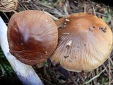 Cortinarius vanduzerensis image