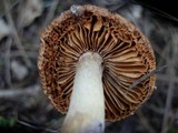 Cortinarius vanduzerensis image