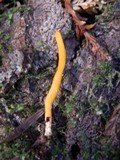 Clavulinopsis helvola image