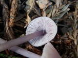 Mycena pura image