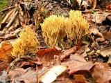 Phaeoclavulina myceliosa image