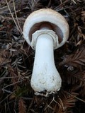 Agaricus hondensis image