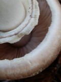 Agaricus hondensis image