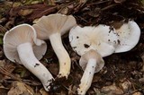 Hygrophorus sordidus image