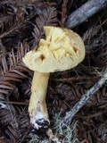 Suillus tomentosus image