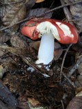 Russula cremoricolor image