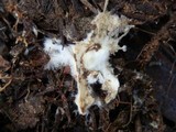 Russula cremoricolor image