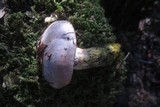 Gomphidius subroseus image