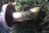 Gomphidius subroseus image