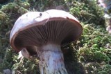 Gomphidius subroseus image