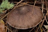 Pluteus exilis image