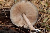 Pluteus exilis image