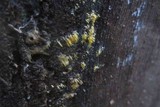 Mucronella flava image