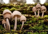 Mycena inclinata image