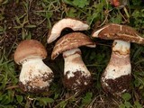 Agaricus hondensis image