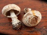 Agaricus hondensis image