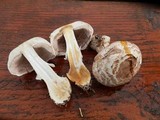 Agaricus hondensis image