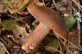 Tricholoma imbricatum image