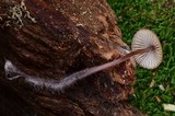 Mycena purpureofusca image