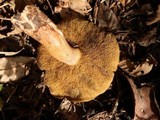 Suillus tomentosus image