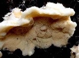 Steccherinum ochraceum image