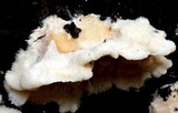 Steccherinum ochraceum image
