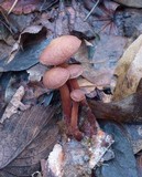 Gymnopus spongiosus image