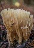 Aphelaria tuberosa image
