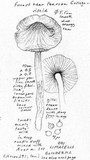 Limacella delicata var. glioderma image