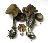 Nolanea verna var. isodiametrica image