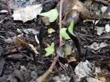Geoglossum cookeanum image