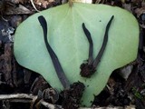 Geoglossum cookeanum image