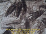 Geoglossum cookeanum image