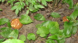 Leccinum subglabripes image