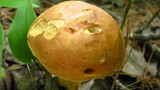 Leccinum subglabripes image