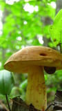 Leccinum subglabripes image