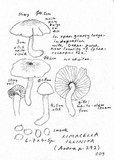 Limacella illinita image