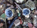 Cyathus stercoreus image