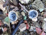 Cyathus stercoreus image