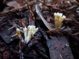 Aphelaria tuberosa image