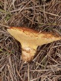 Suillus caerulescens image