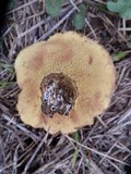 Suillus caerulescens image