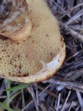 Suillus caerulescens image