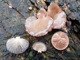 Pleurotopsis longinqua image