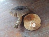 Lactarius picinus image