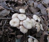 Entoloma rhodopolium image