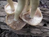 Entoloma rhodopolium image